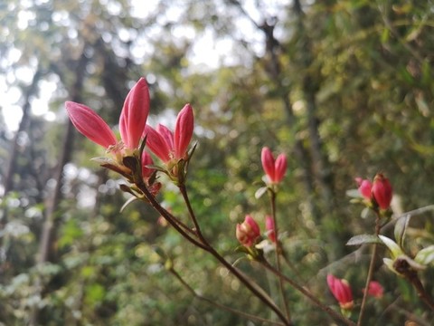 杜鵑花