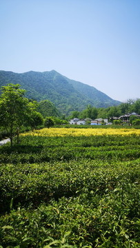 茶園