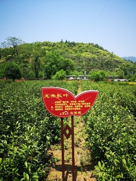 異形牌