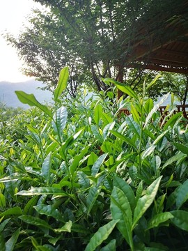 茶芽