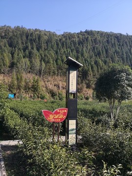 花園綠色防控