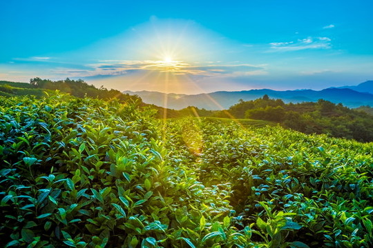 茶園風(fēng)光