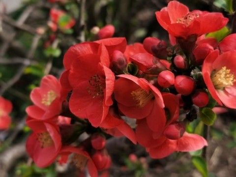 紅杜鵑