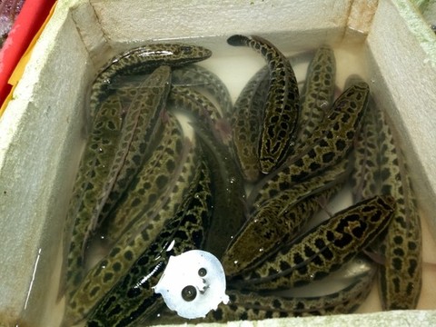 黑魚