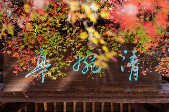 杭州太子灣公園秋色