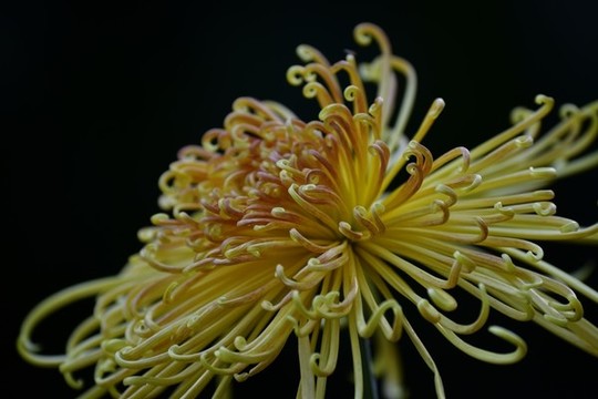 菊花特寫