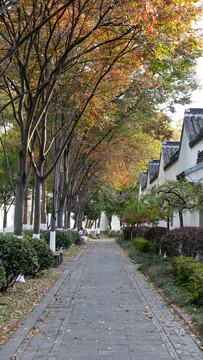 南京總統(tǒng)府后花園步道