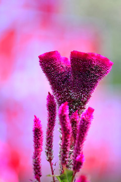 雞冠花