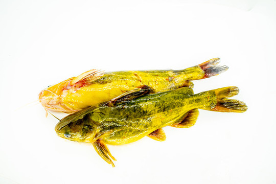 昂刺魚(yú)