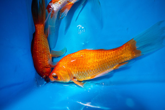 金魚