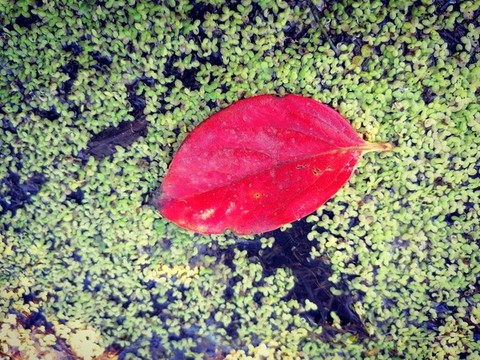紅葉