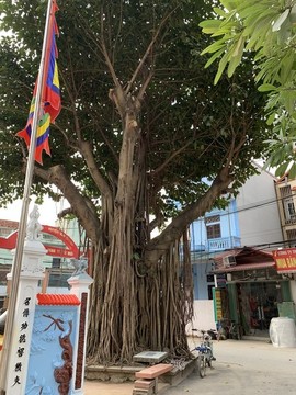 越南榕树