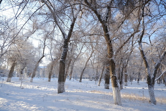 雪林