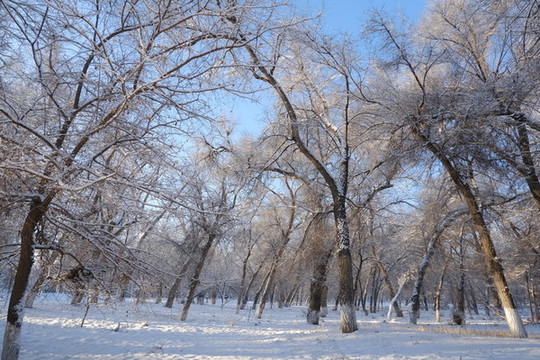 雪景