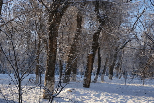 雪景