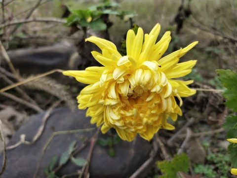 金絲菊
