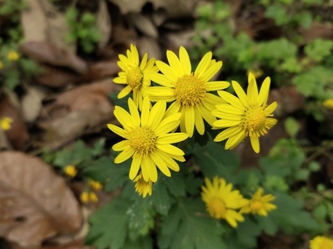 野菊花
