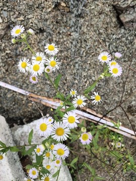 野花