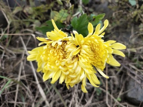 黃色菊花