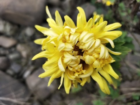 黃色菊花大圖