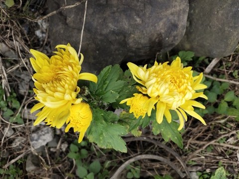 黃色菊花