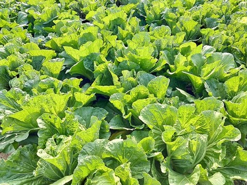 大白菜