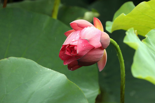 雨中荷花