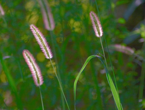 逆光中的狗尾草