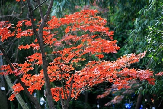 紅楓