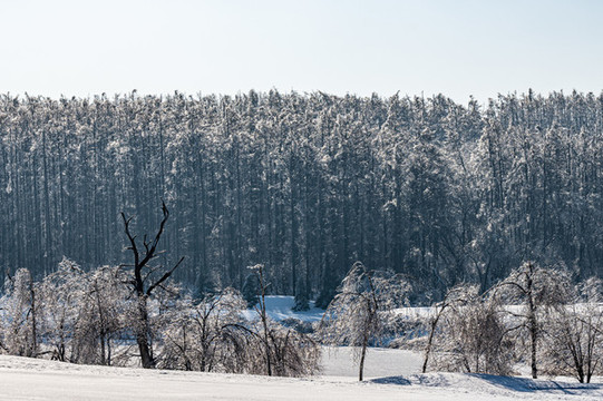 長(zhǎng)春凈月潭國(guó)家森林公園冬季雪景