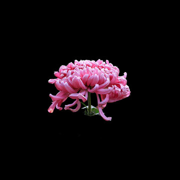菊花摳圖