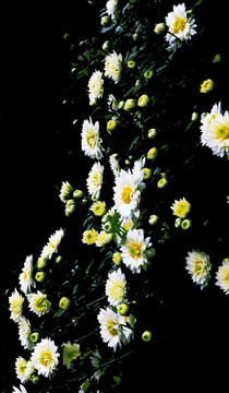 菊花摳圖