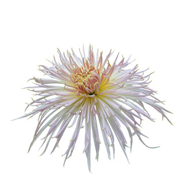 菊花摳圖