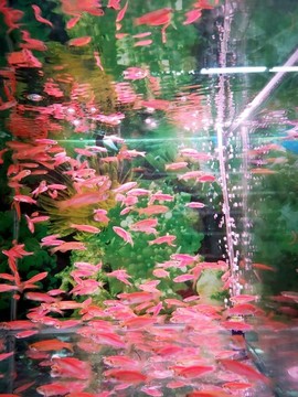 水族館魚缸
