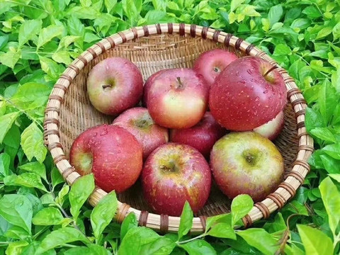 紅蘋(píng)果