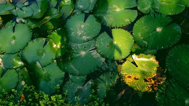 植物園陽(yáng)光蓮葉