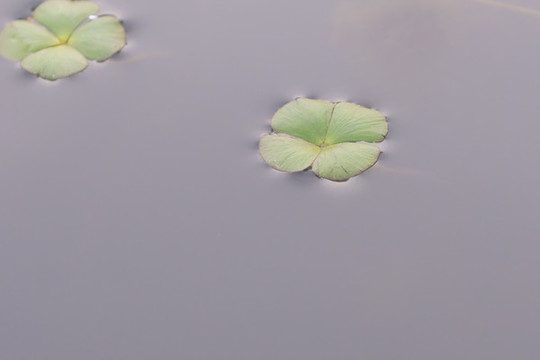 水中浮萍