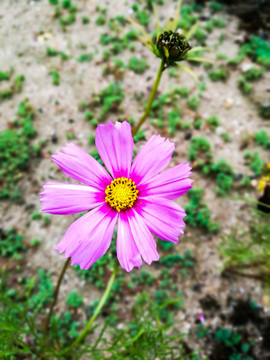 雛菊