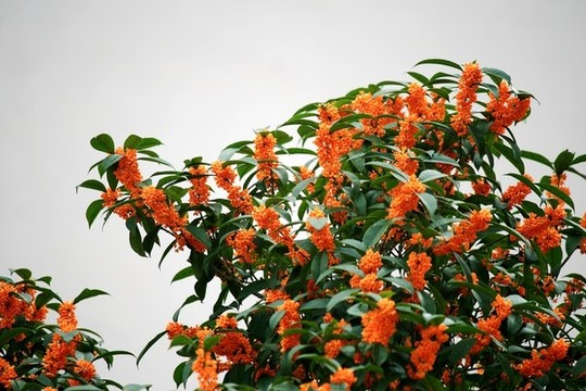 桂花枝