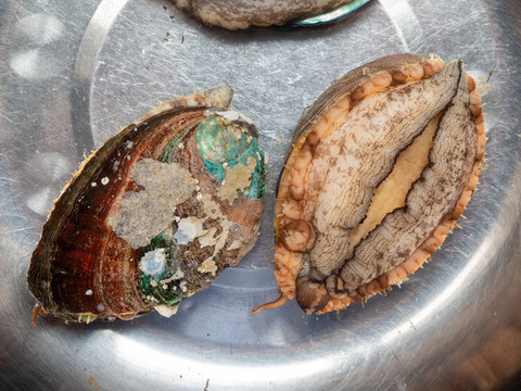 生活在水中的鮑魚
