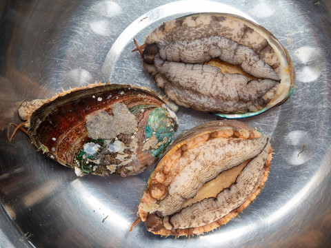 生活在水中的鮑魚