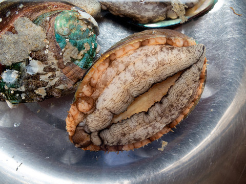 生活在水中的鮑魚