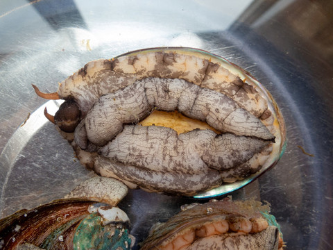 生活在水中的鮑魚