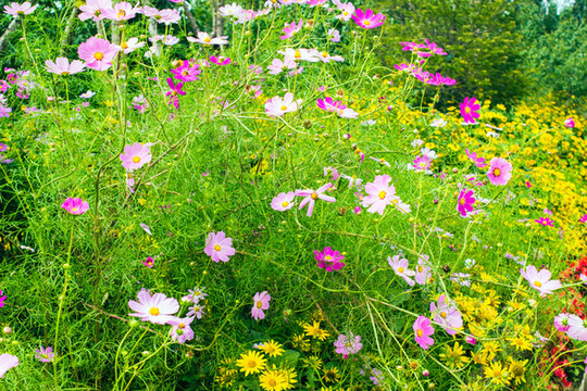 波斯菊花叢