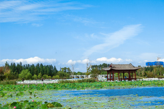 濕地風(fēng)光