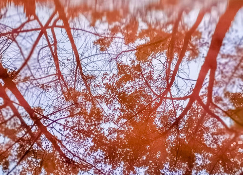 倒影中的銀杏公園