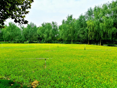 草地