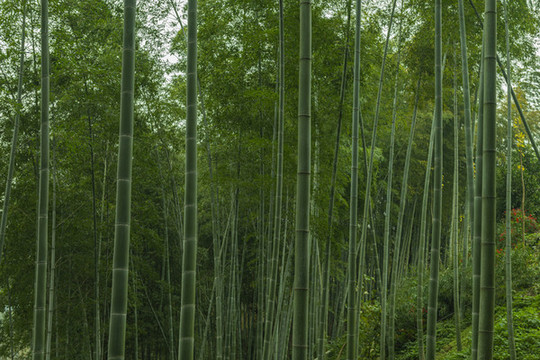 竹園