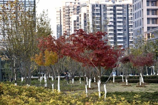 秋天紅葉