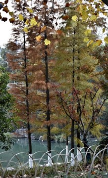 秋天紅葉